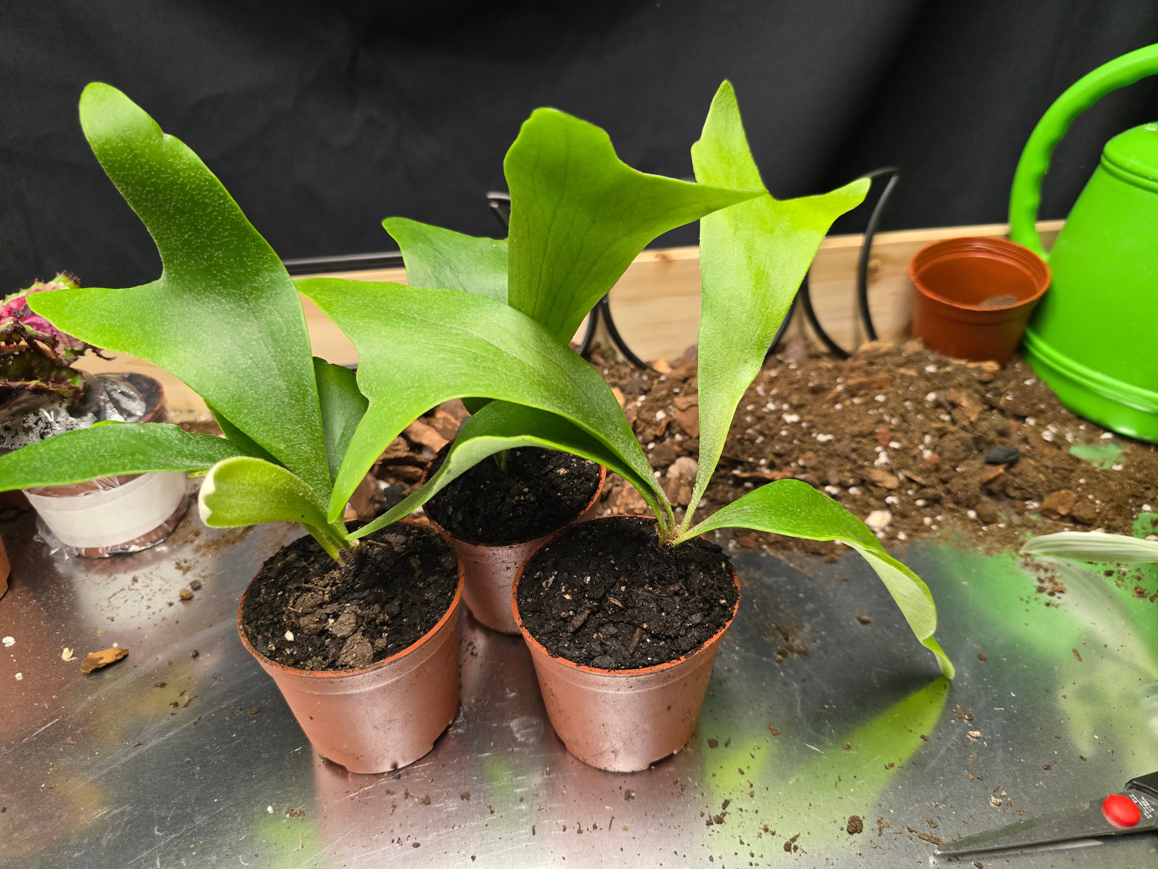 Staghorn Fern