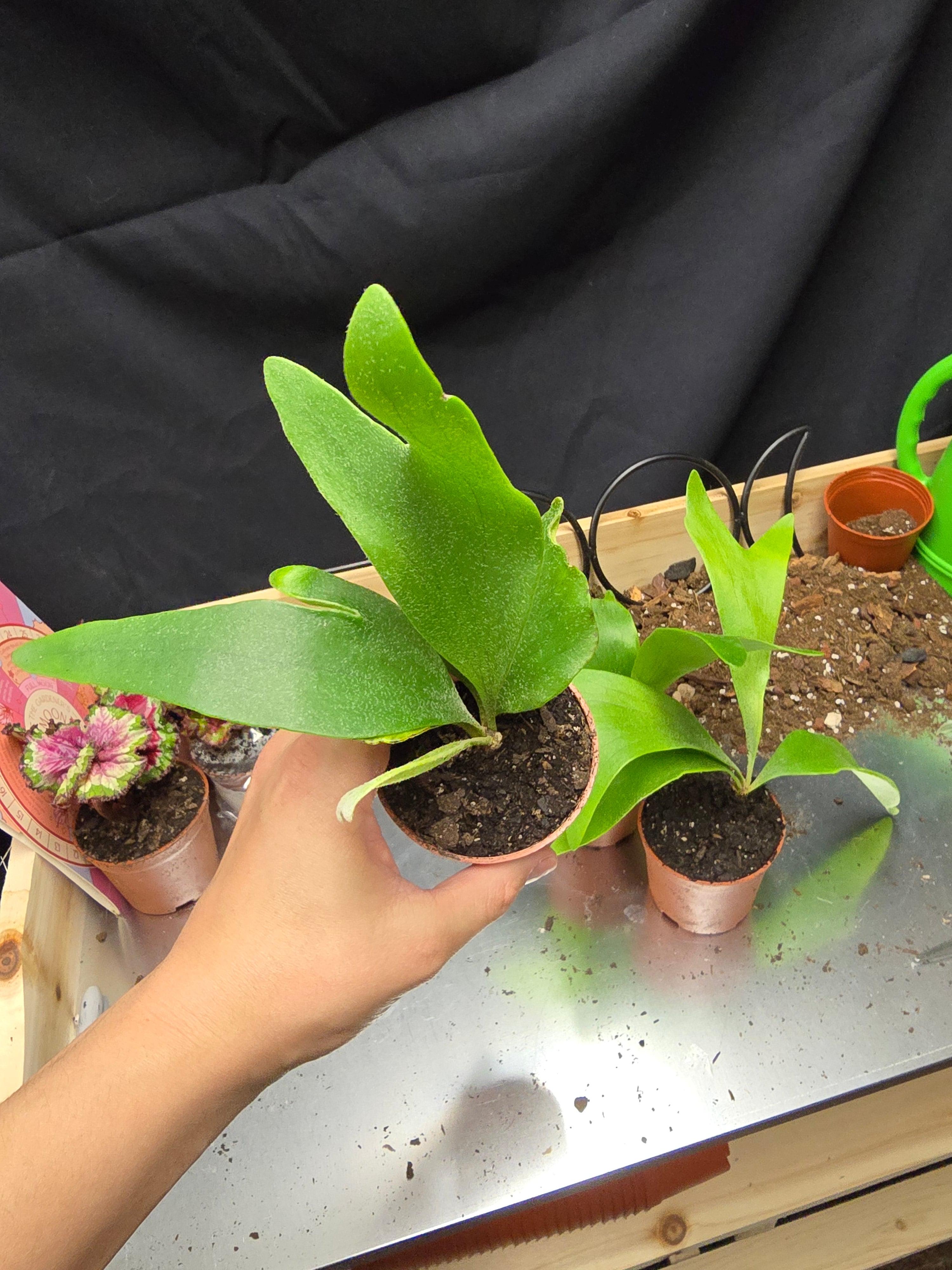 Staghorn Fern