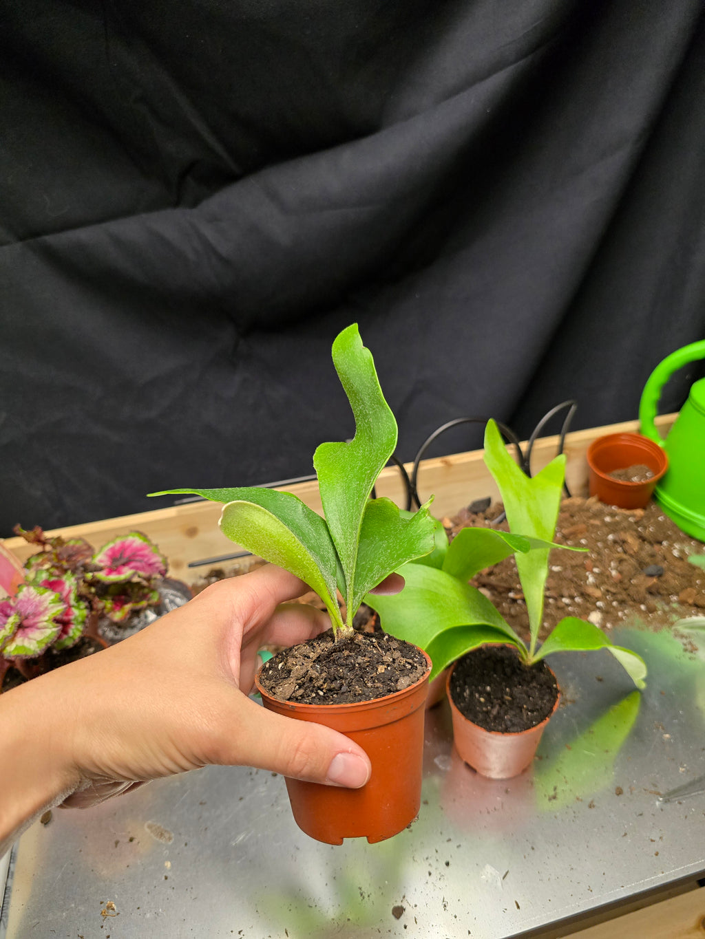 Staghorn Fern