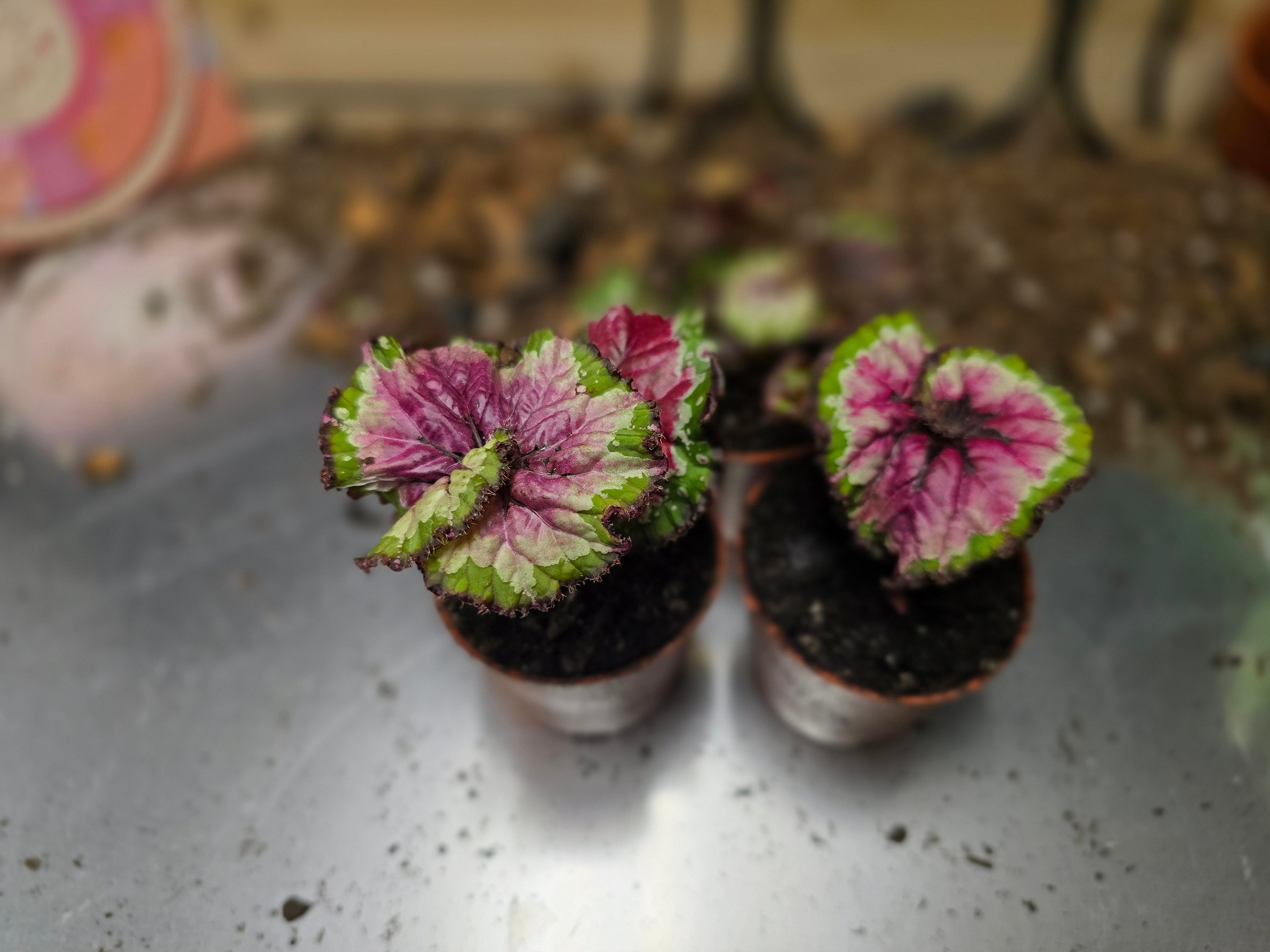 Begonia Macarena
