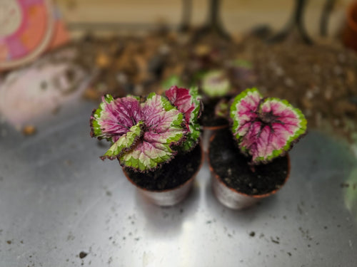 Begonia Macarena