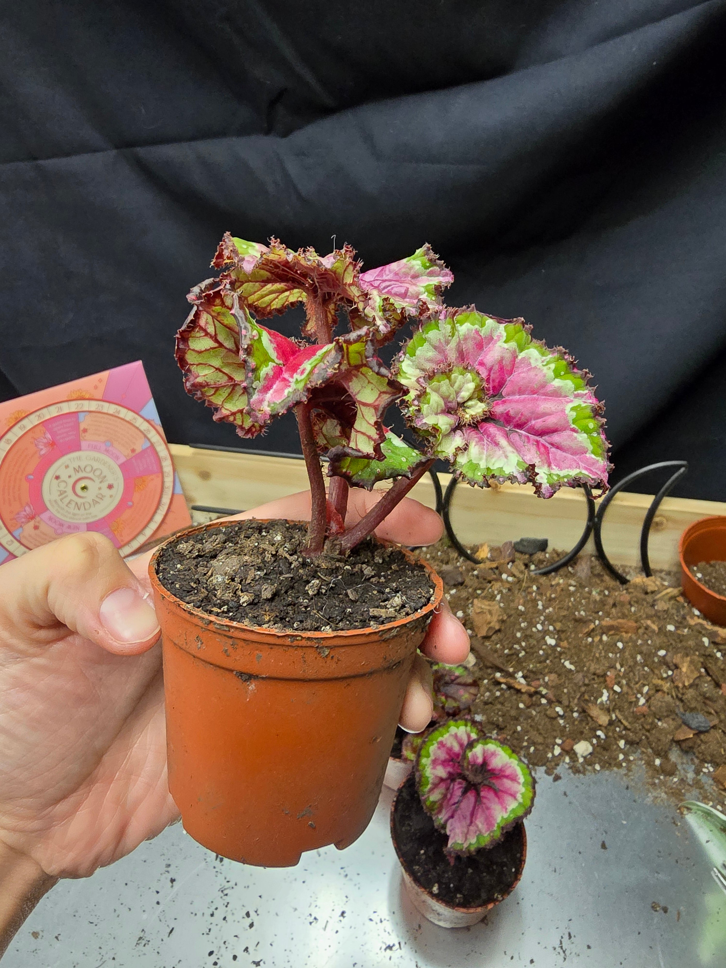 Begonia Macarena