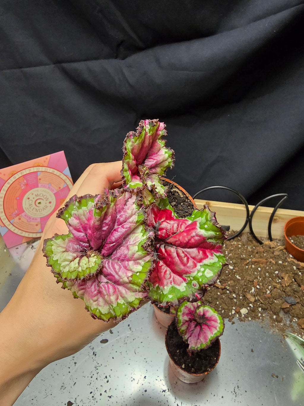 Begonia Macarena