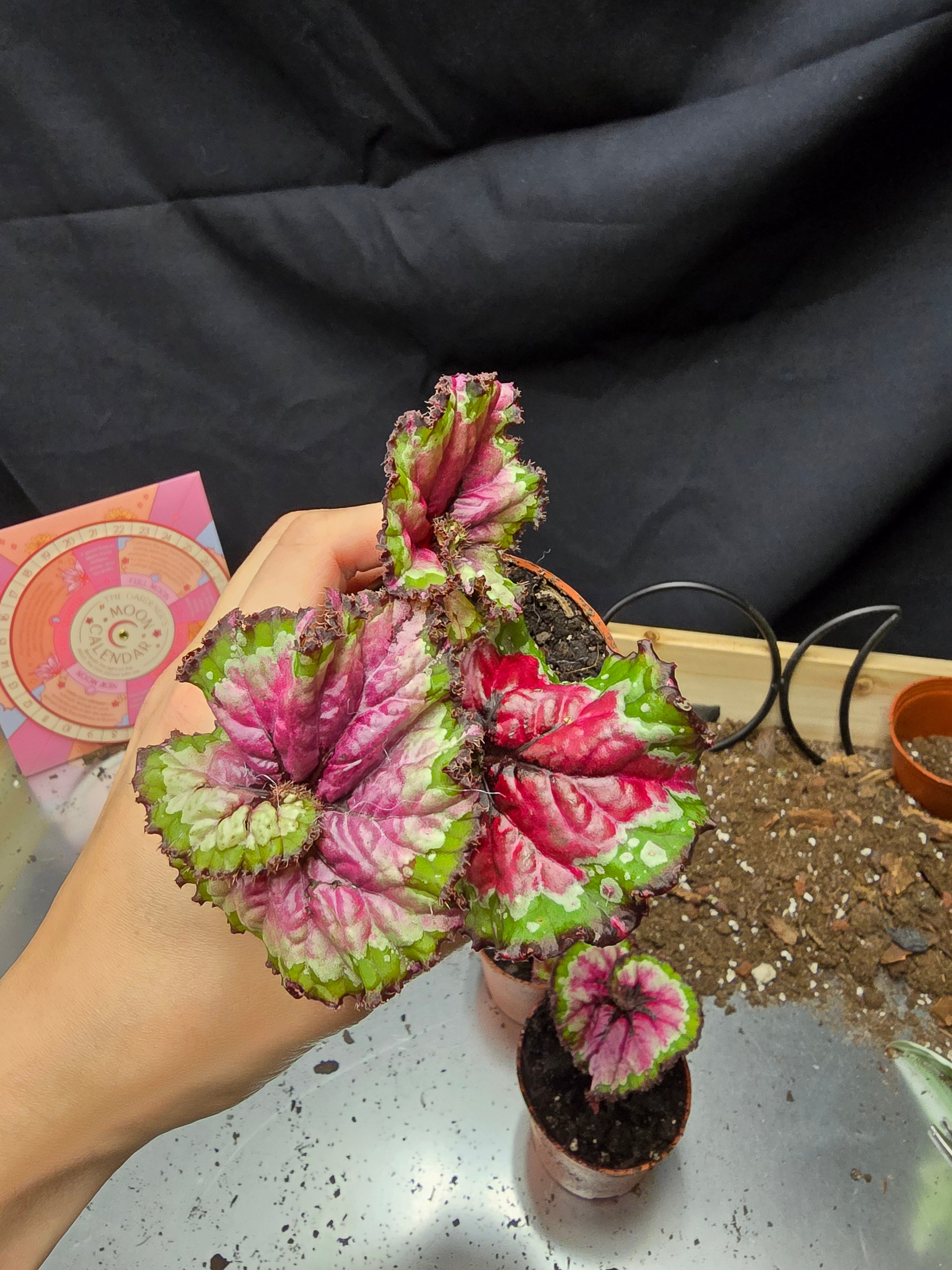 Begonia Macarena