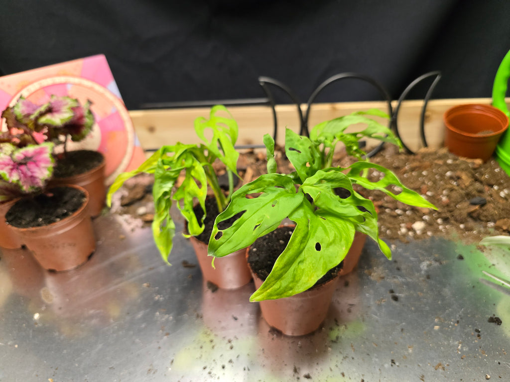 Monstera Adansonii-swiss cheese plant