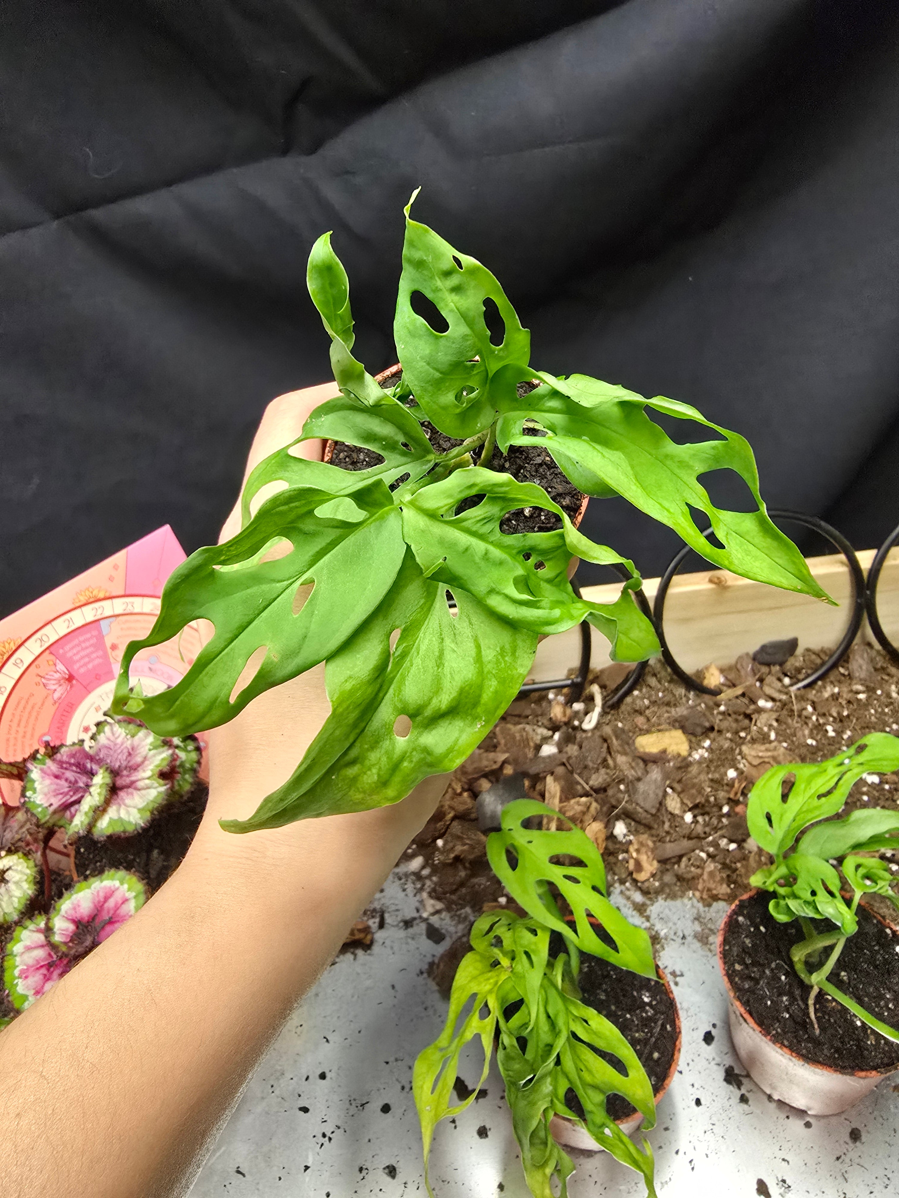Monstera Adansonii-swiss cheese plant