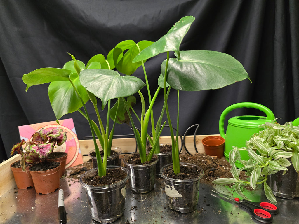 Monstera Deliciosa