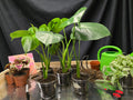 Monstera Deliciosa