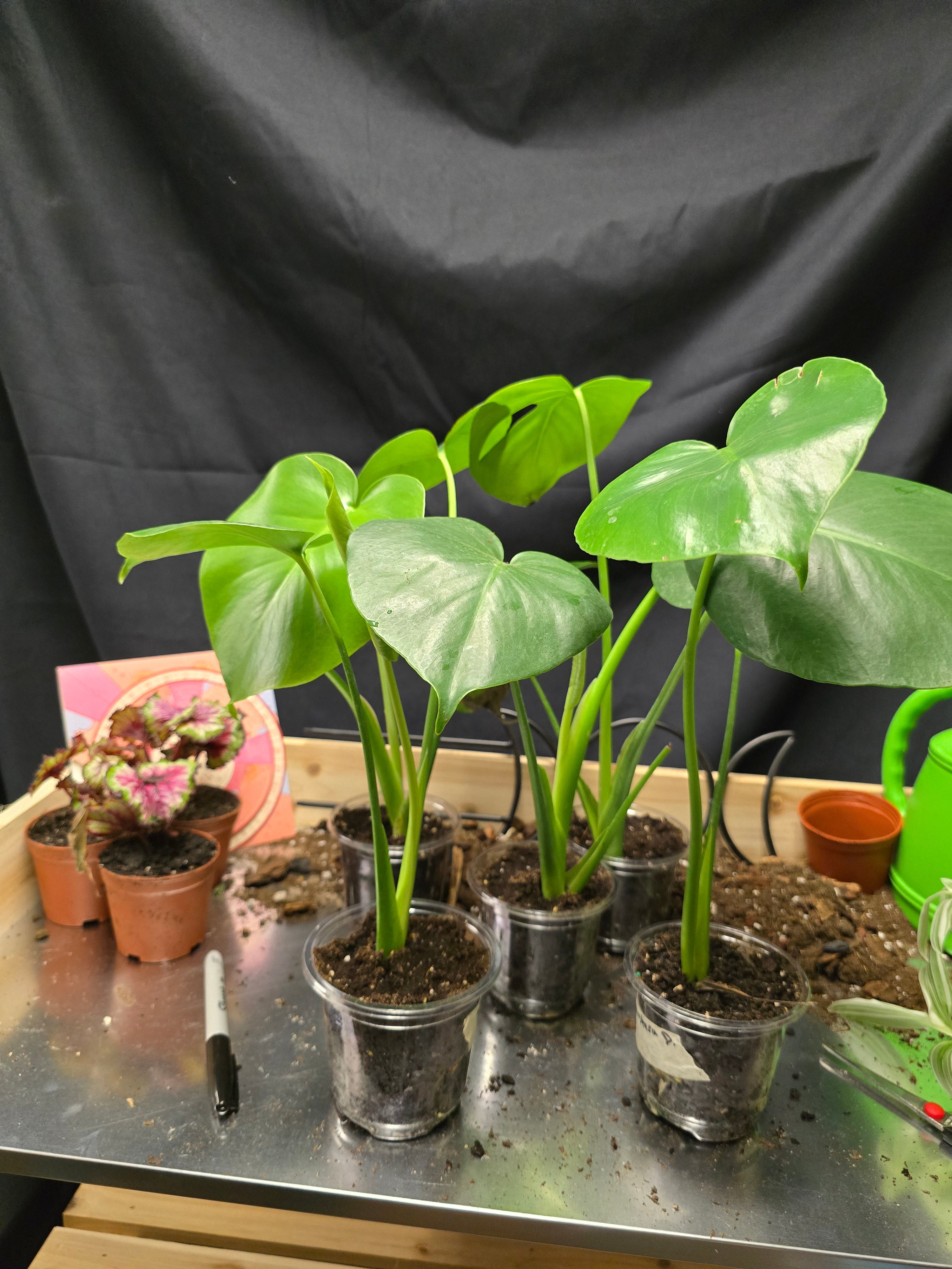 Monstera Deliciosa