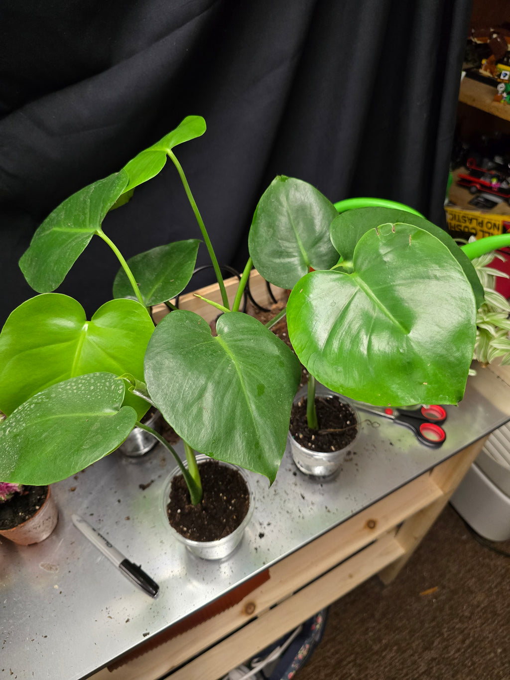 Monstera Deliciosa