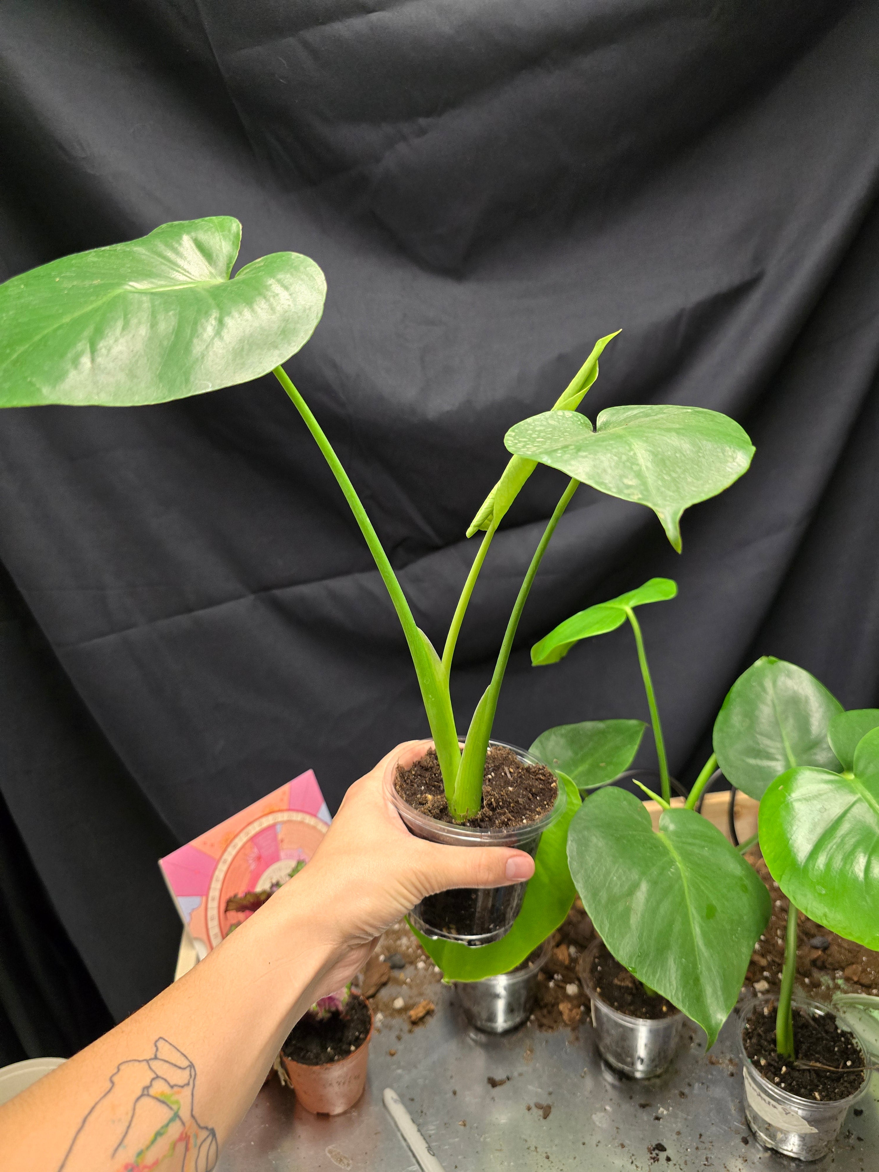 Monstera Deliciosa