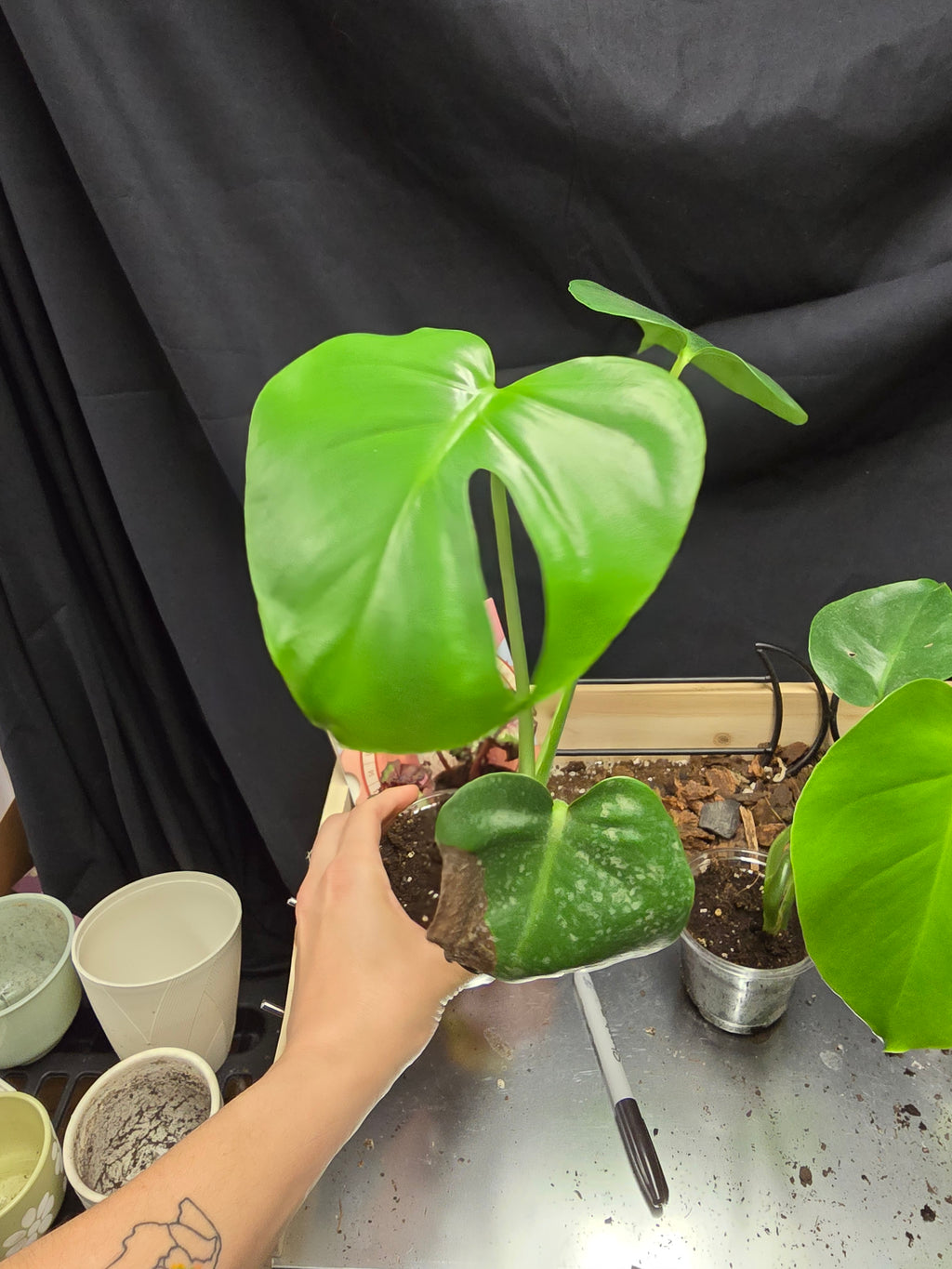 Monstera Deliciosa