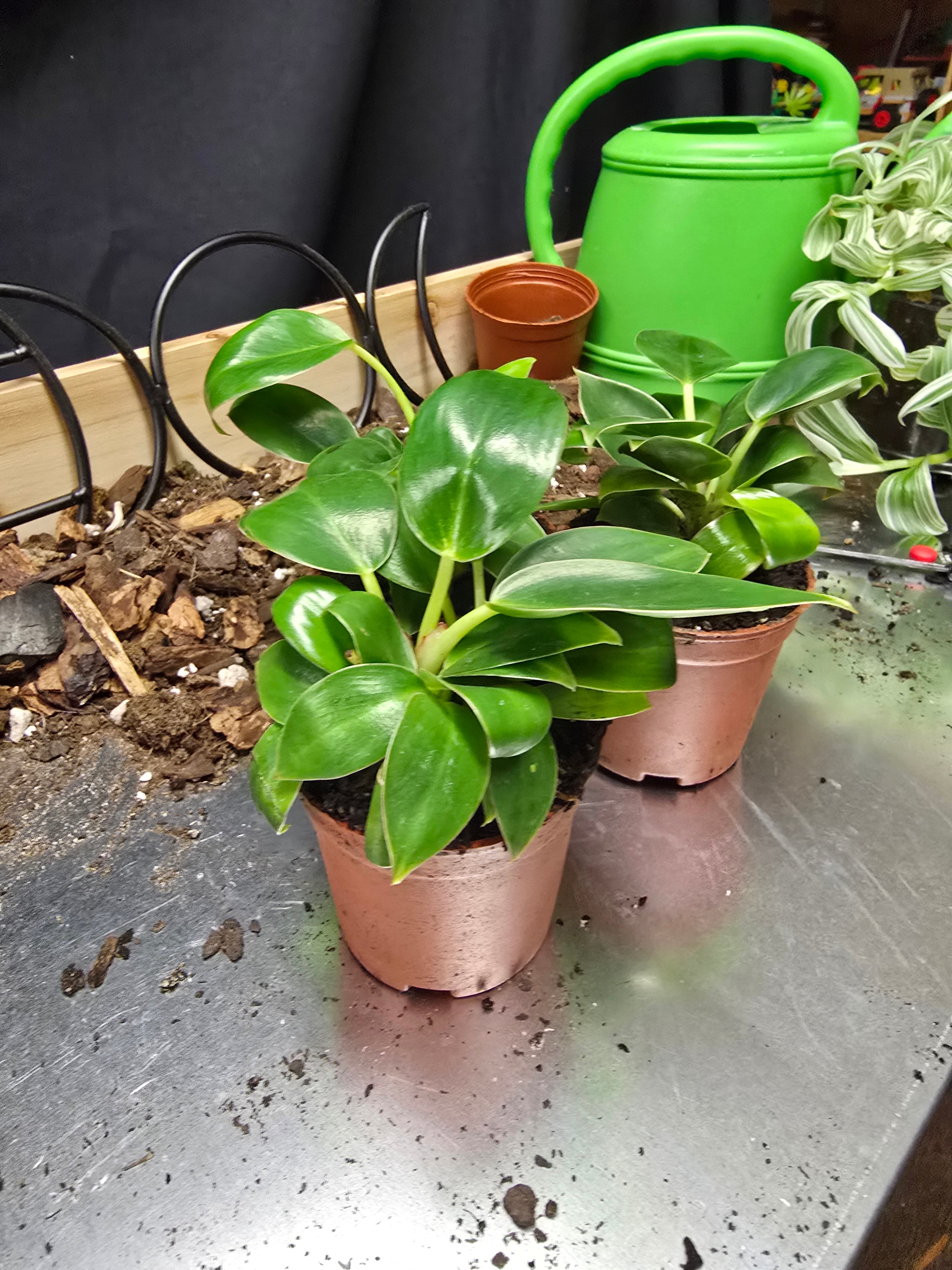 Philodendron Birkin
