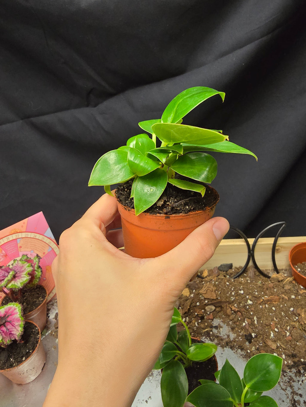 Philodendron Birkin