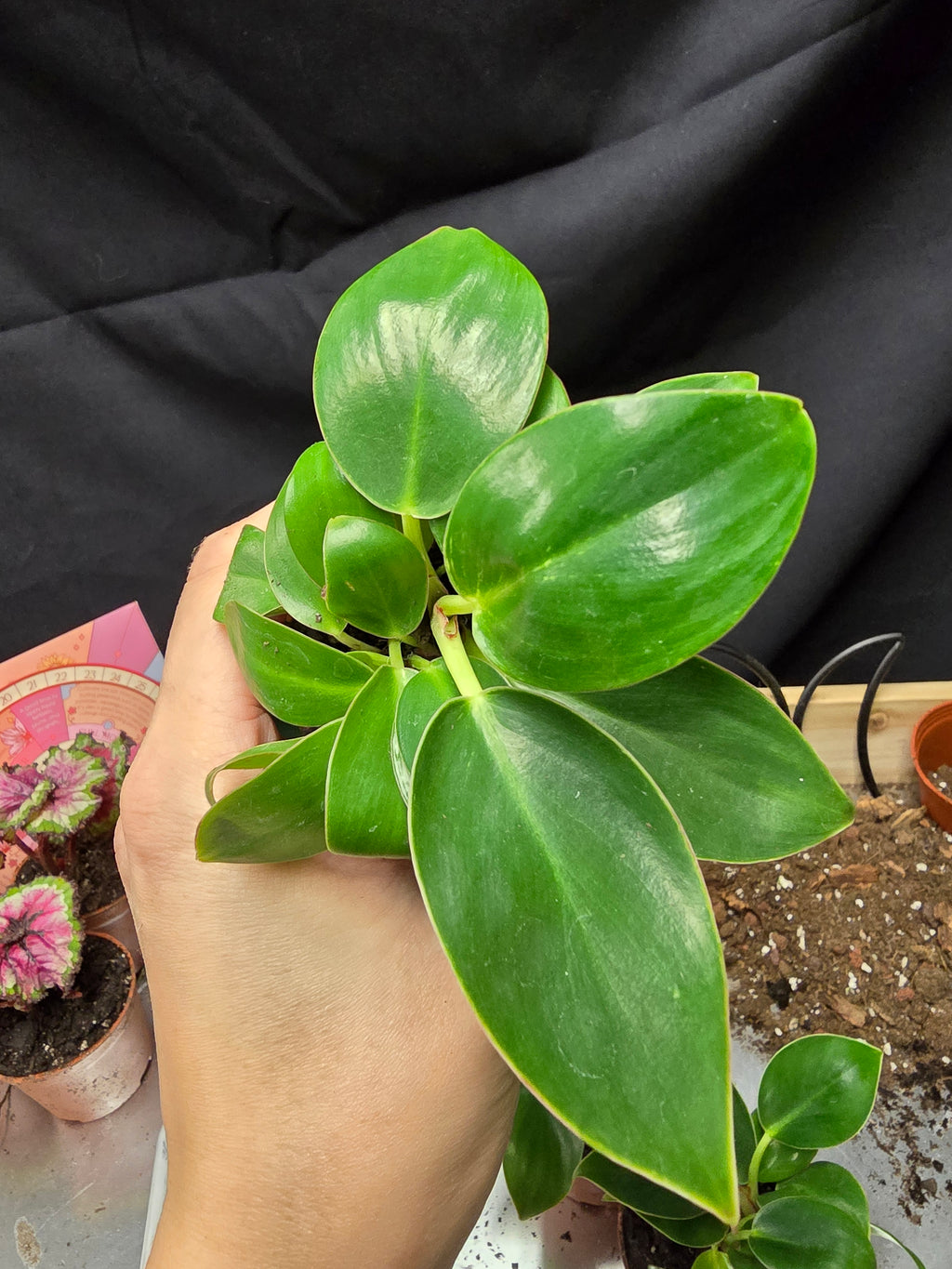 Philodendron Birkin