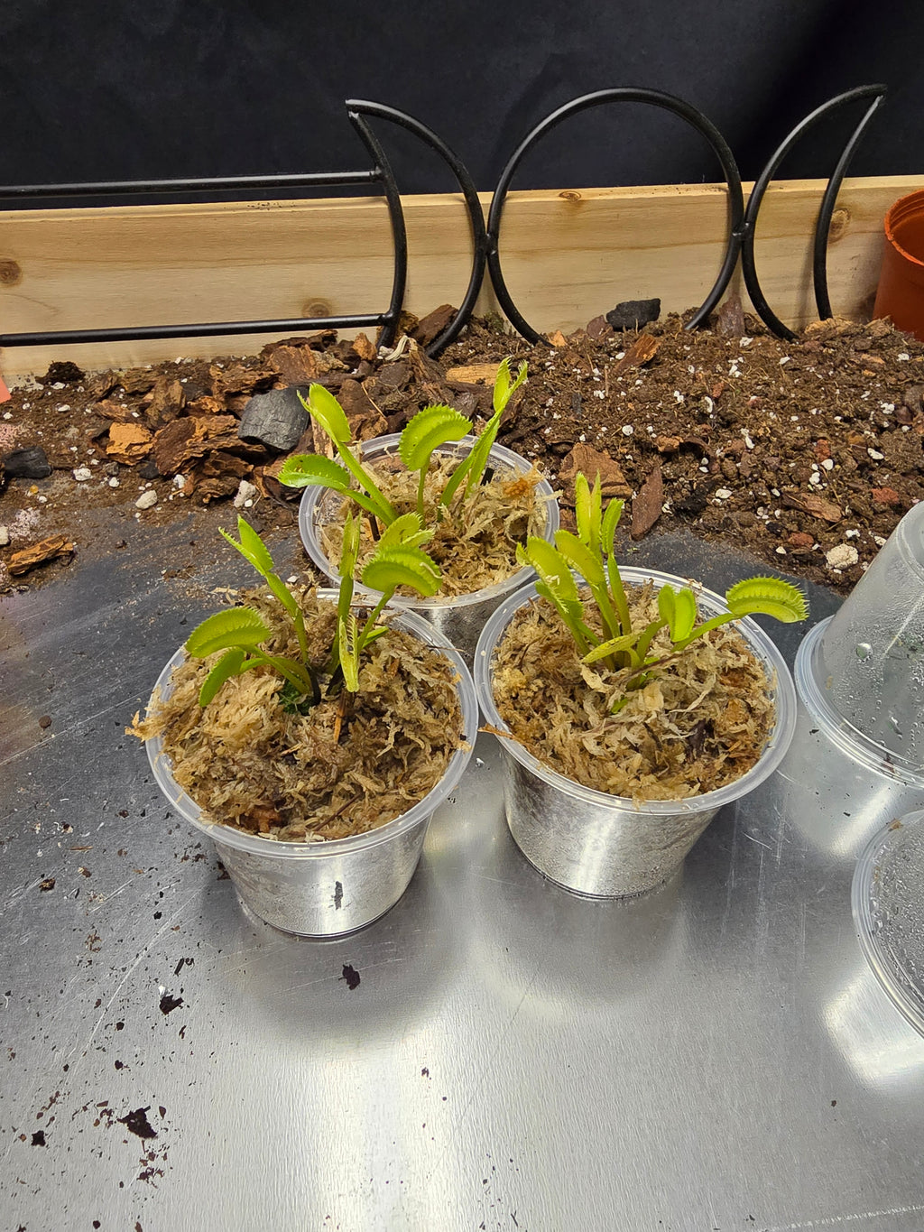 Venus Fly Trap
