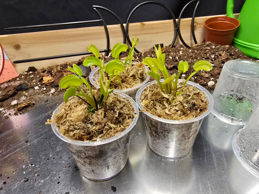Venus Fly Trap