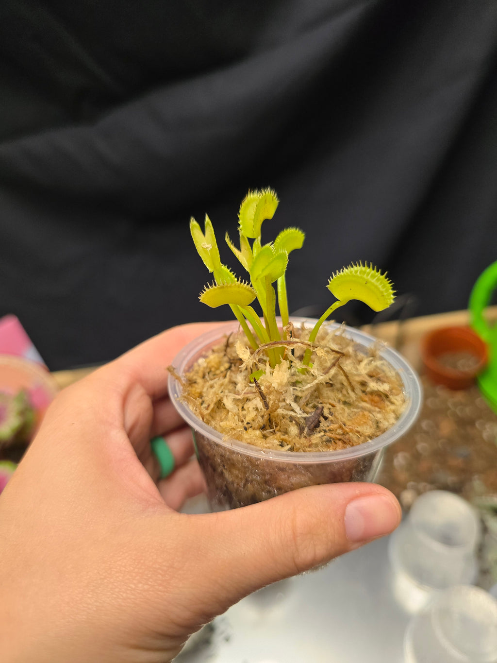Venus Fly Trap