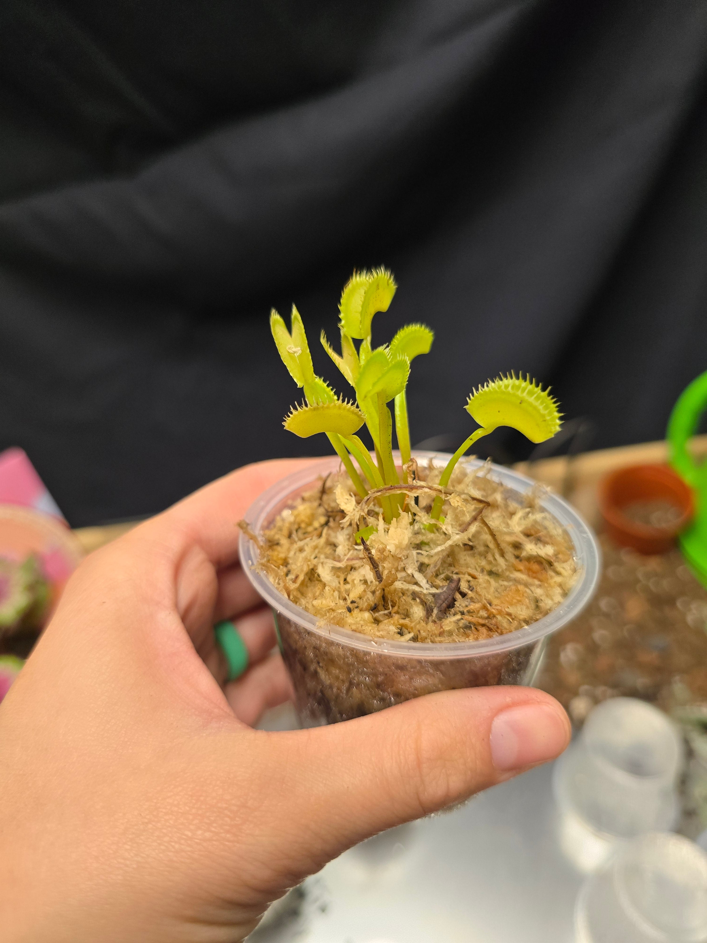 Venus Fly Trap