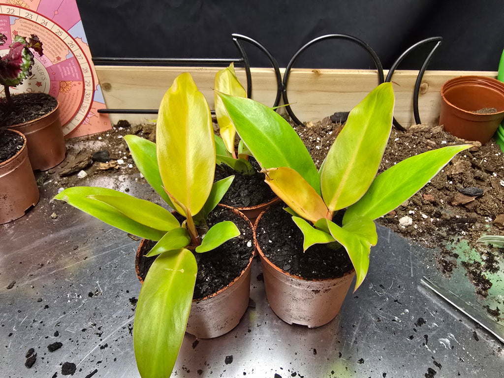 Philodendron Prince of Orange