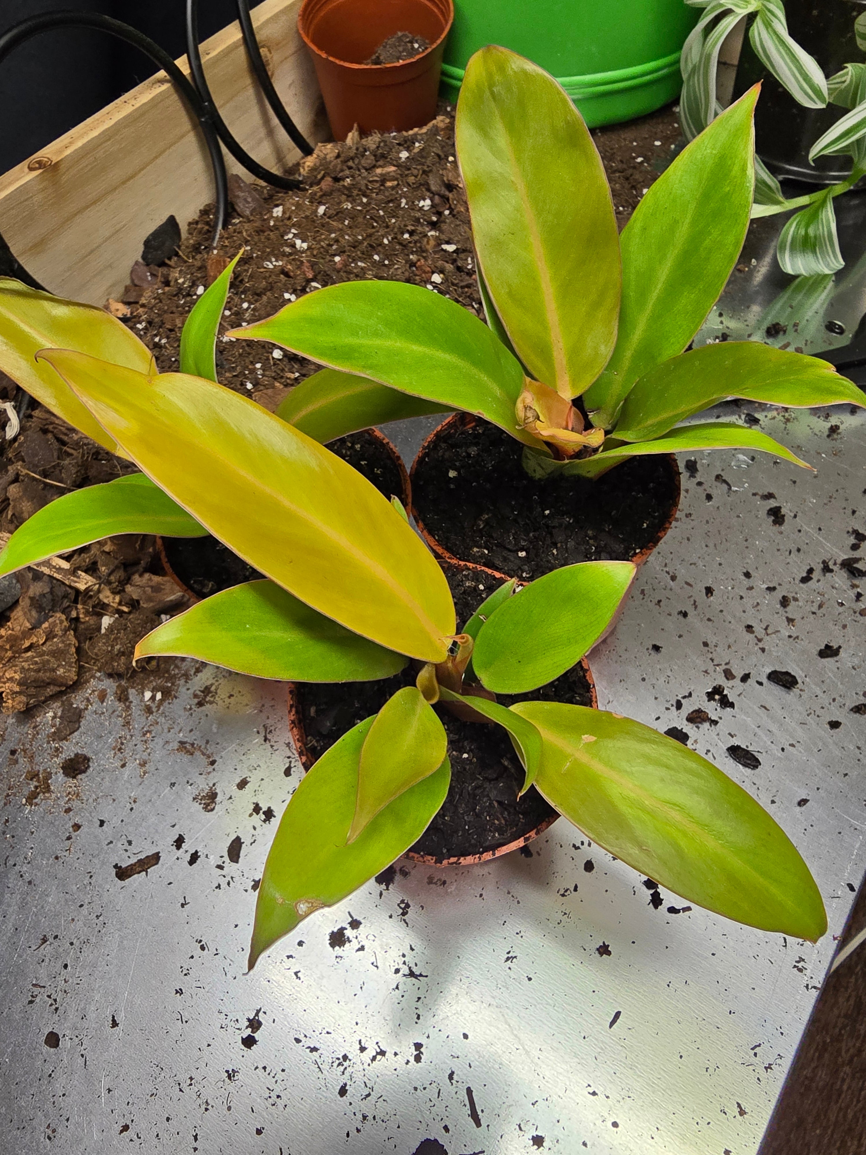 Philodendron Prince of Orange