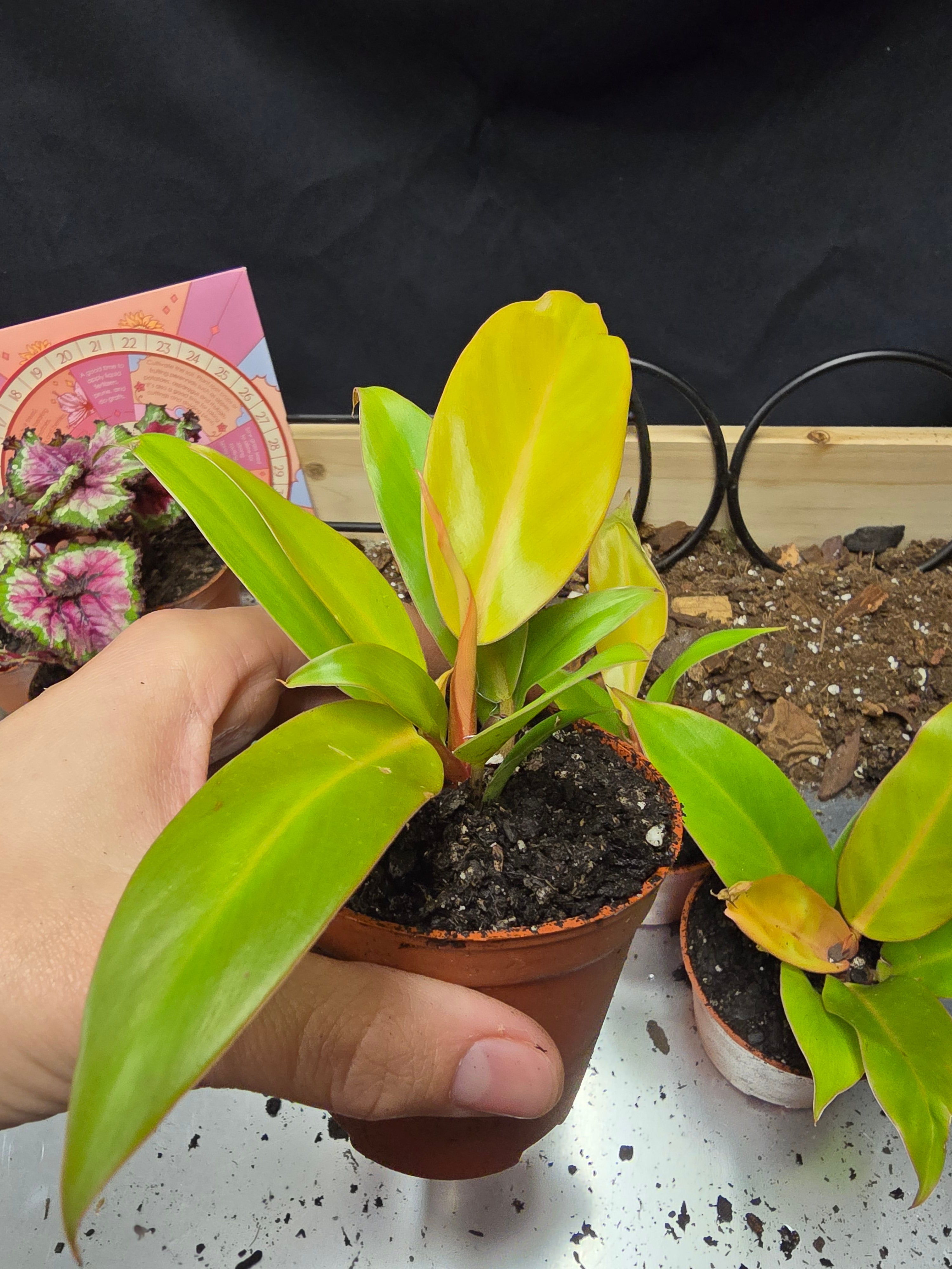 Philodendron Prince of Orange