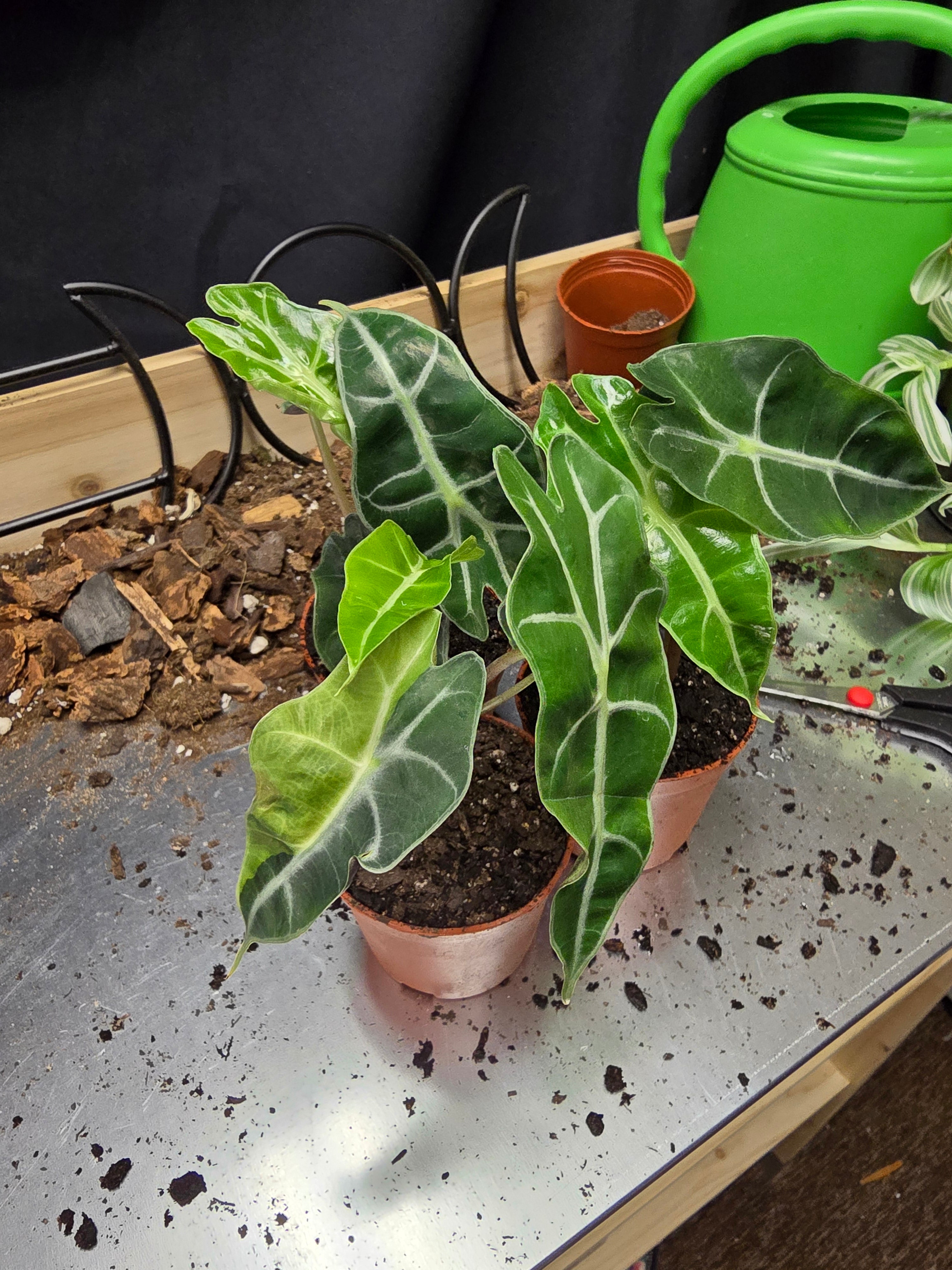 Alocasia Polly
