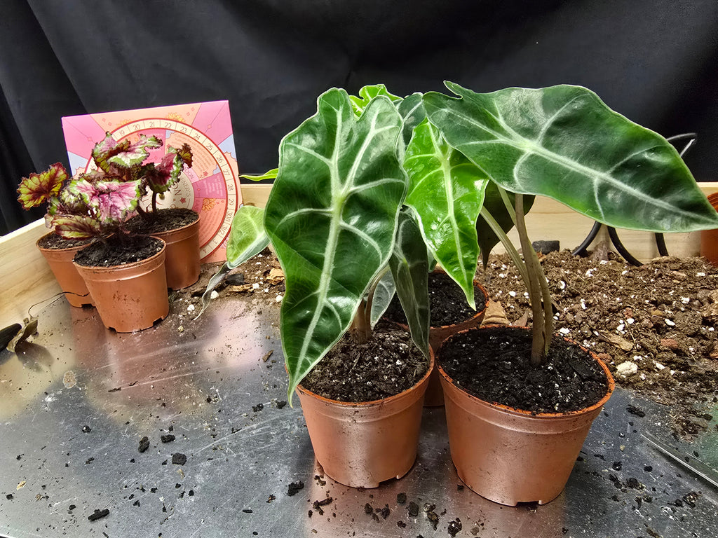 Alocasia Polly