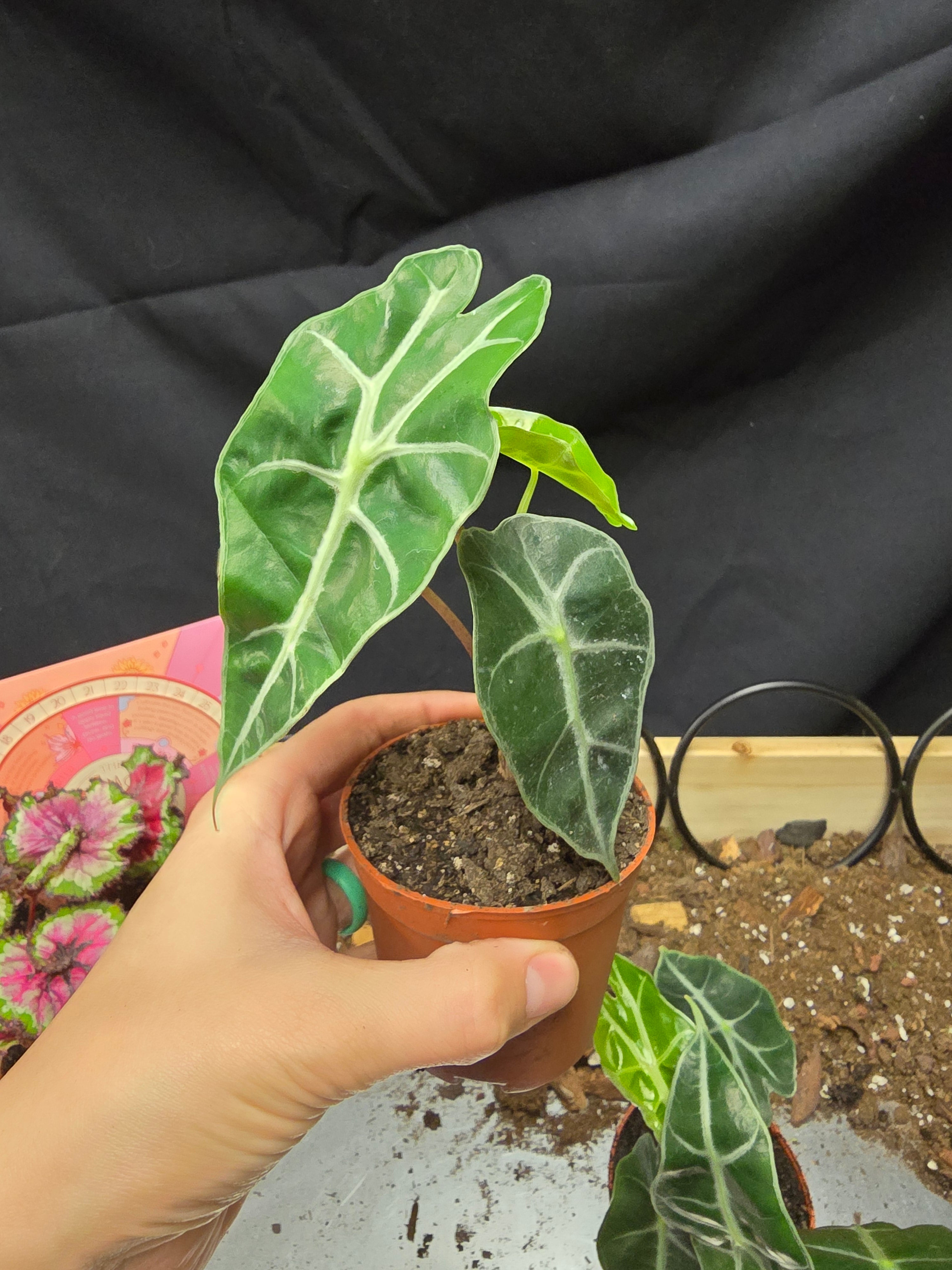 Alocasia Polly