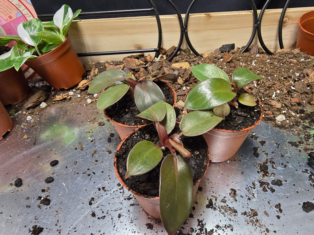 Philodendron Black Cardinal