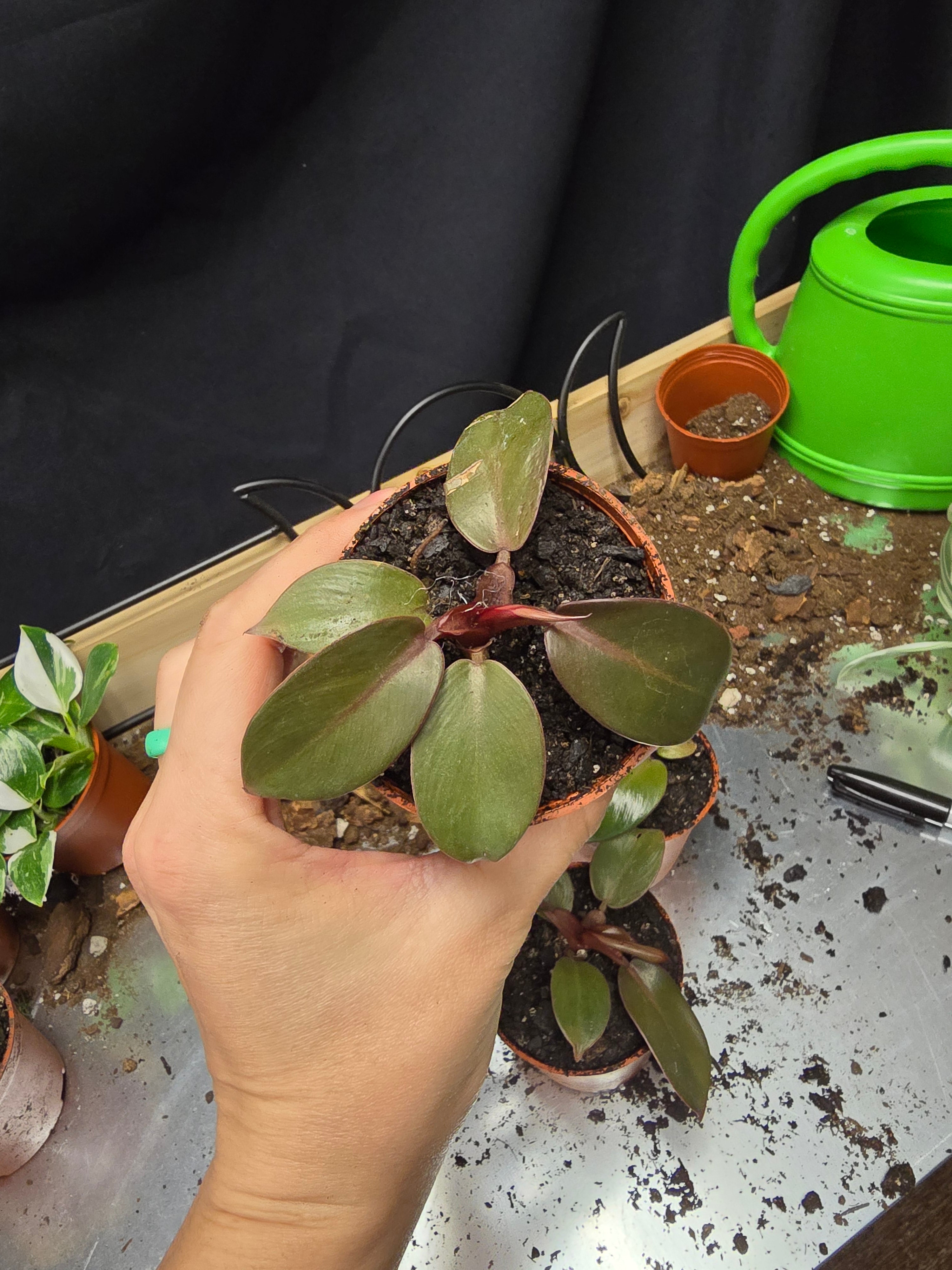 Philodendron Black Cardinal