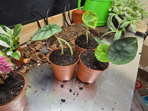 Alocasia Nebula Imperialis