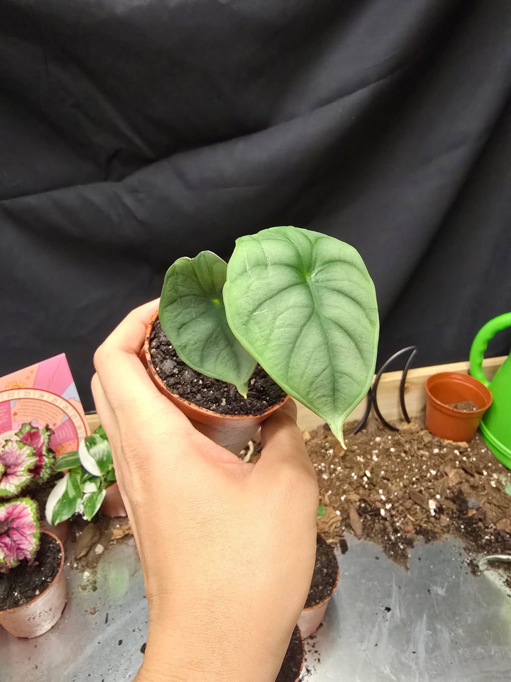Alocasia Nebula Imperialis