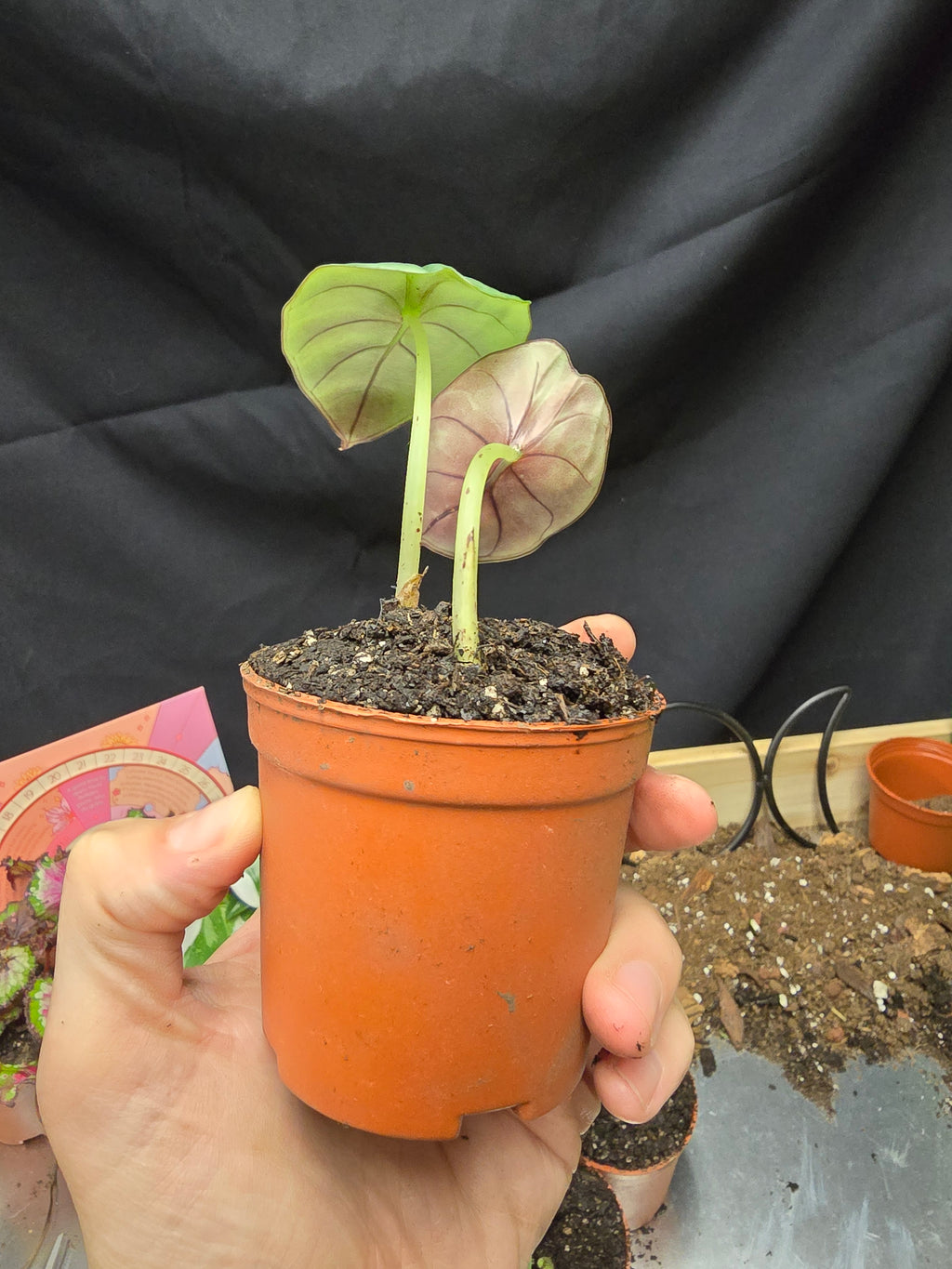 Alocasia Nebula Imperialis