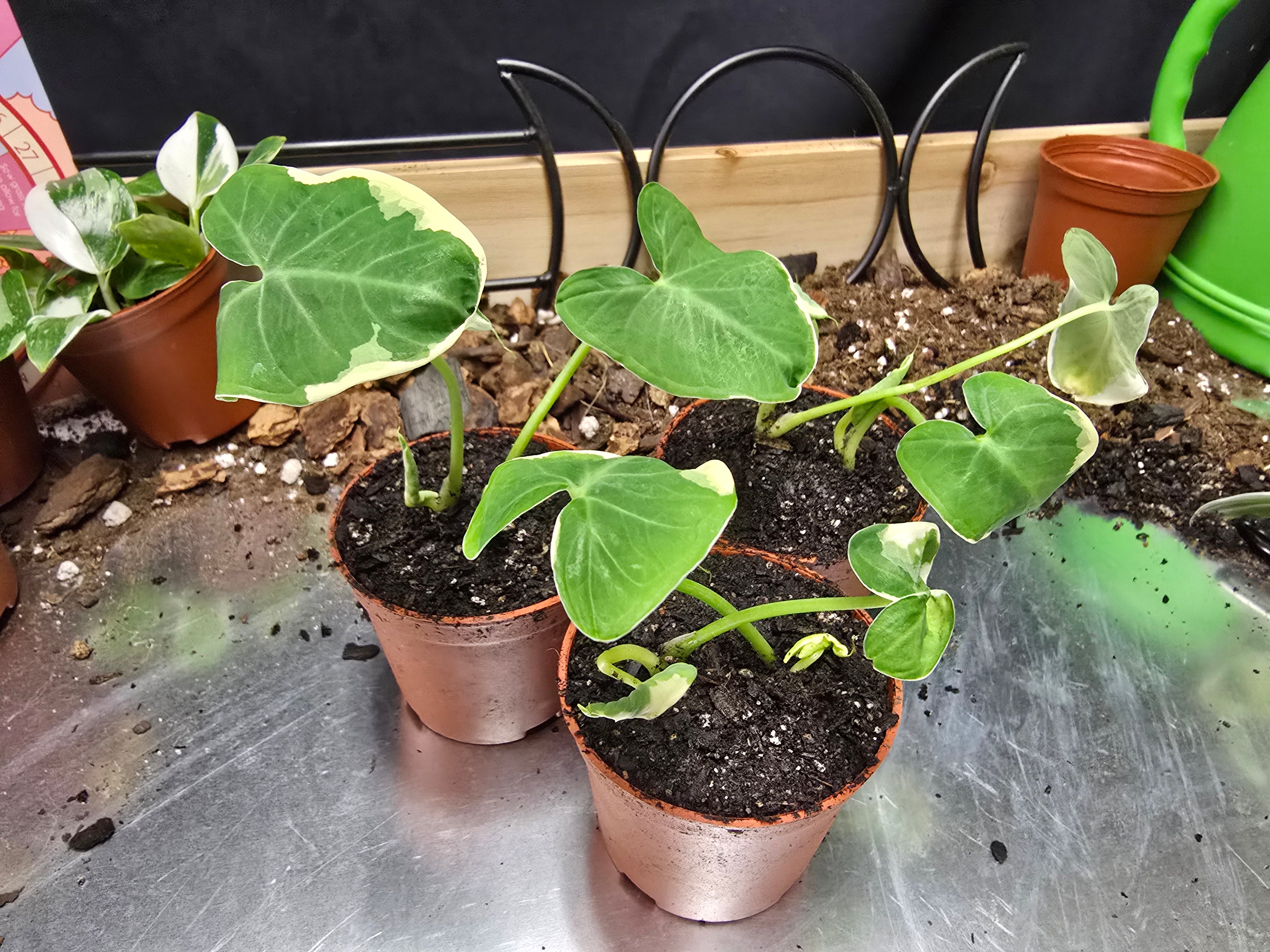 Alocasia Mickey Mouse