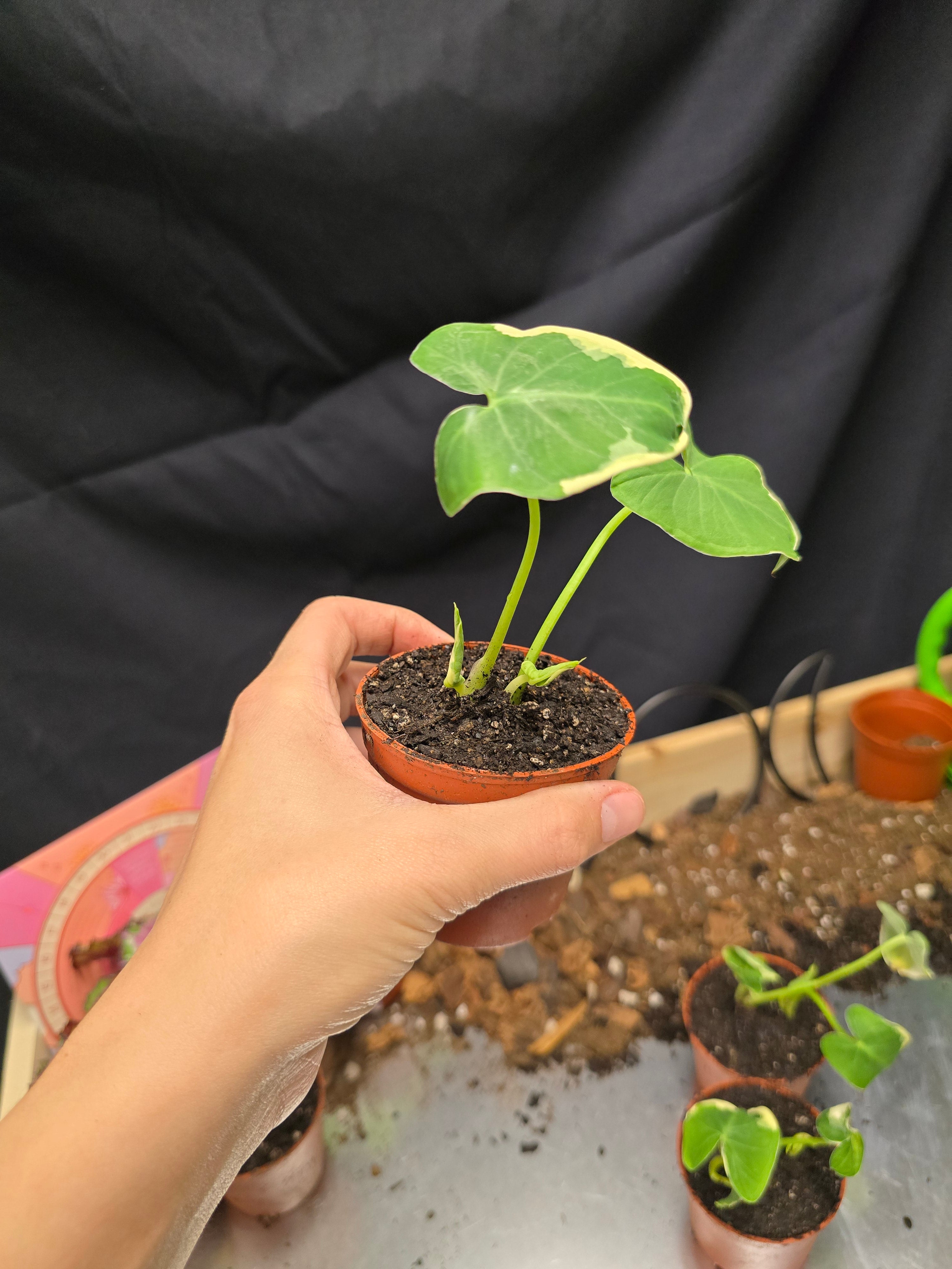 Alocasia Mickey Mouse