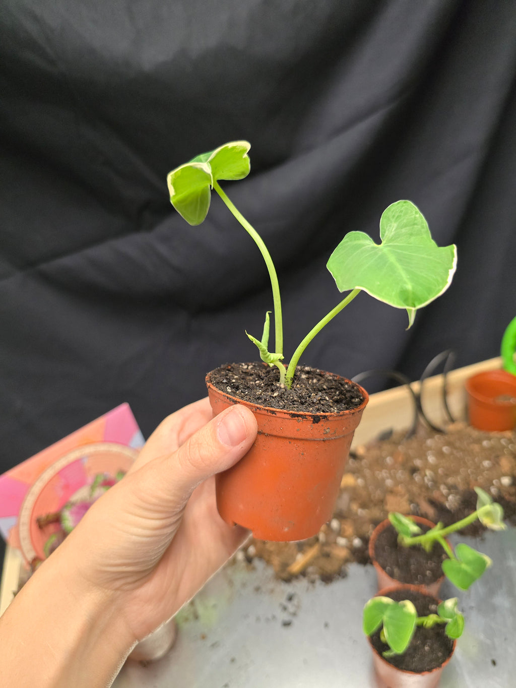 Alocasia Mickey Mouse