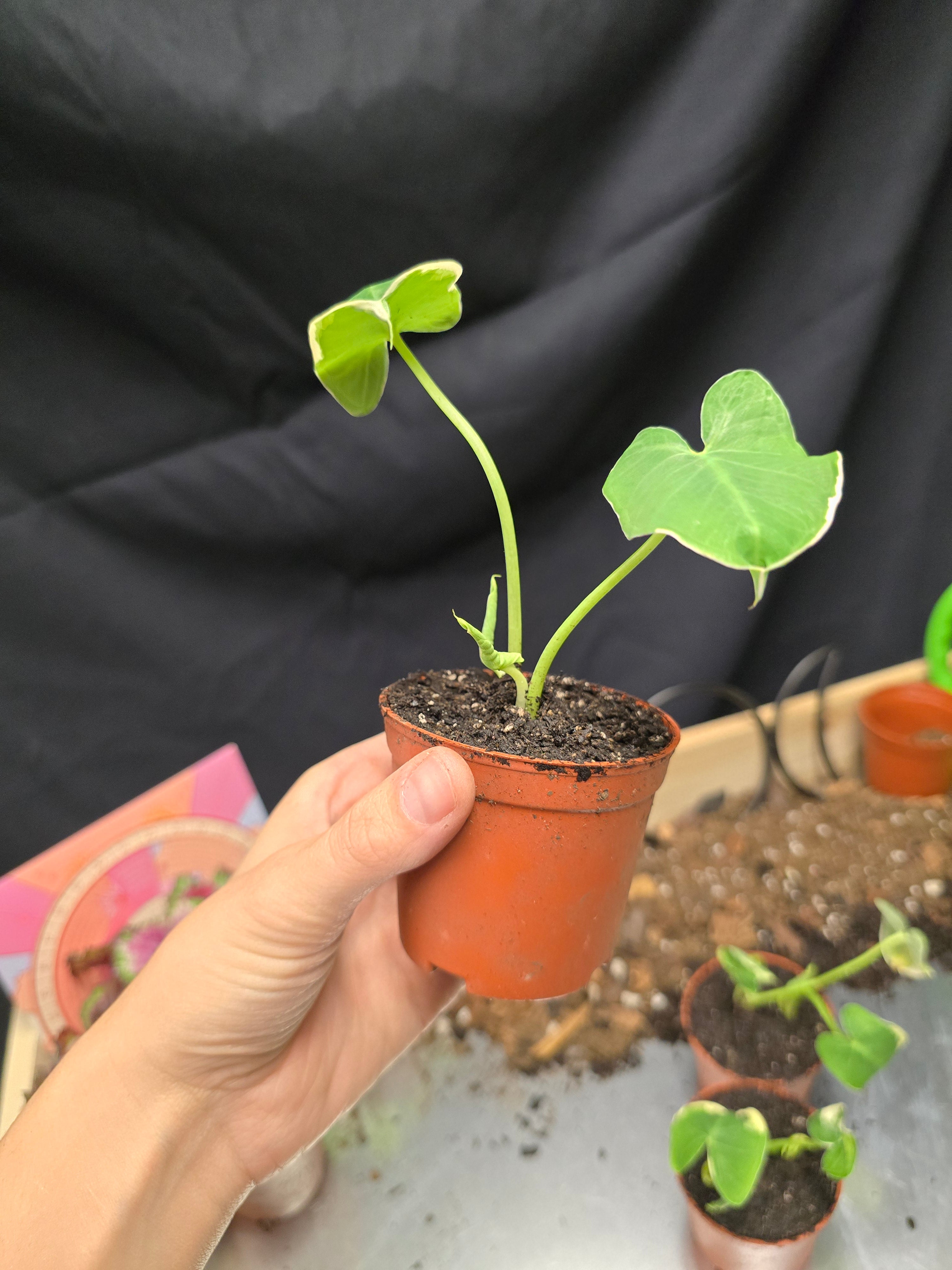 Alocasia Mickey Mouse