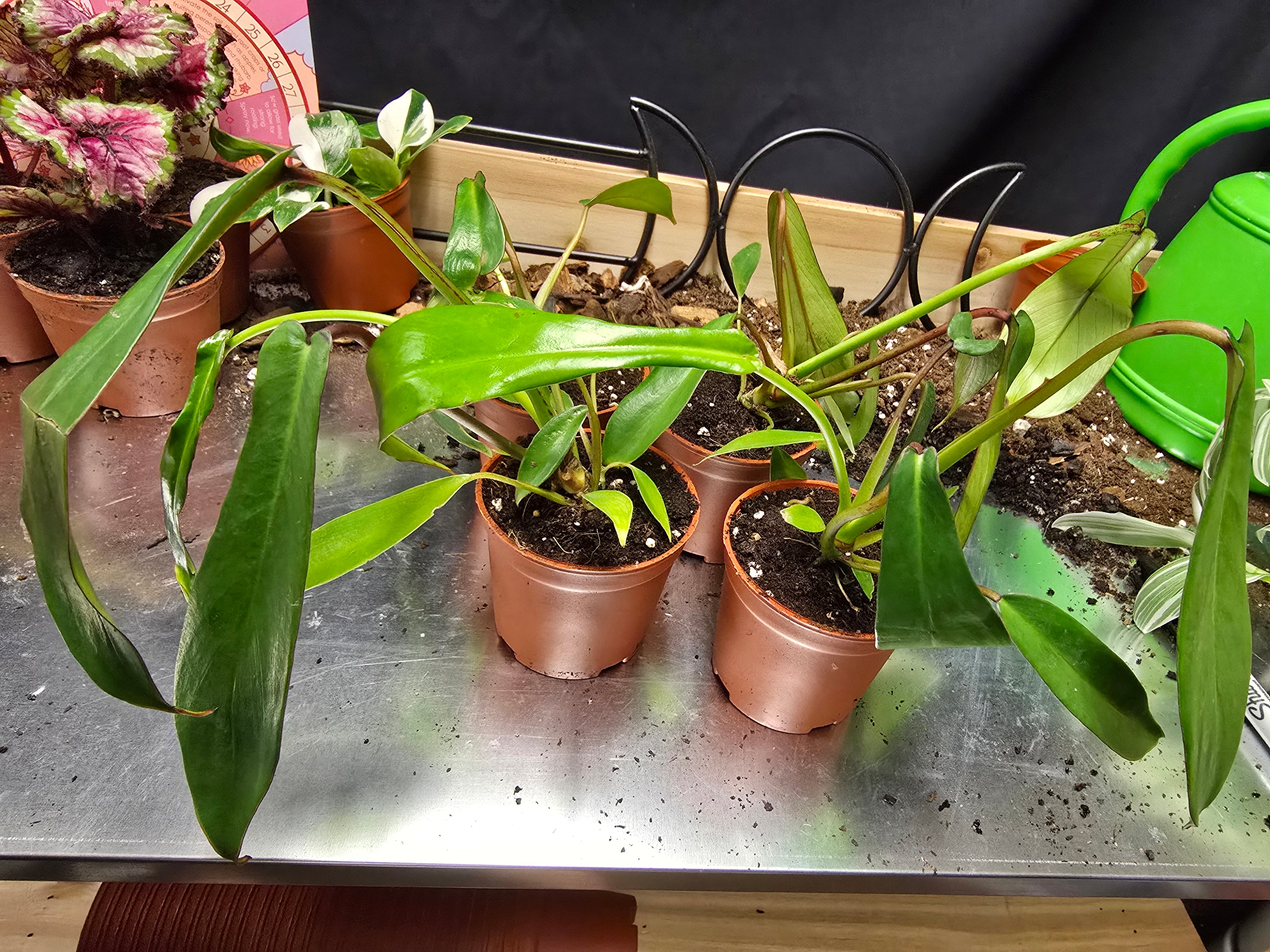 Philodendron Joepii