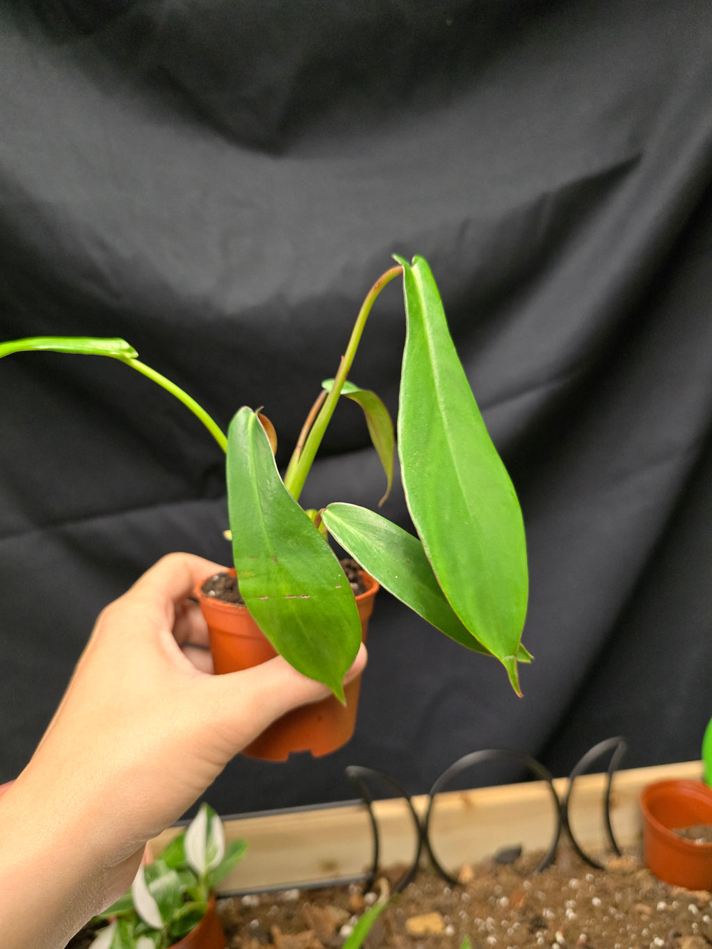 Philodendron Joepii