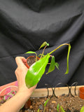 Philodendron Joepii