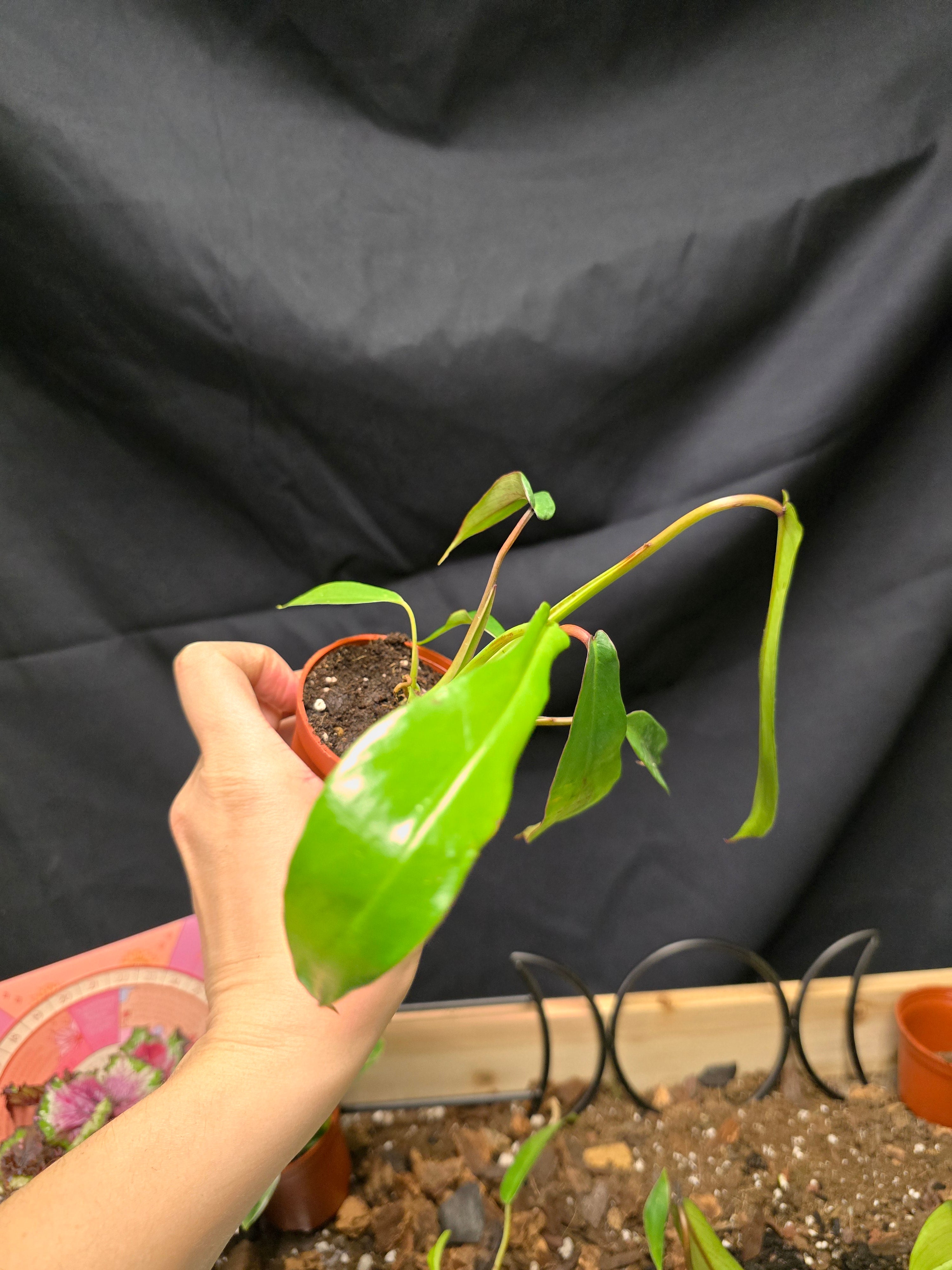Philodendron Joepii