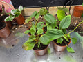 Philodendron Fuzzy Petiole