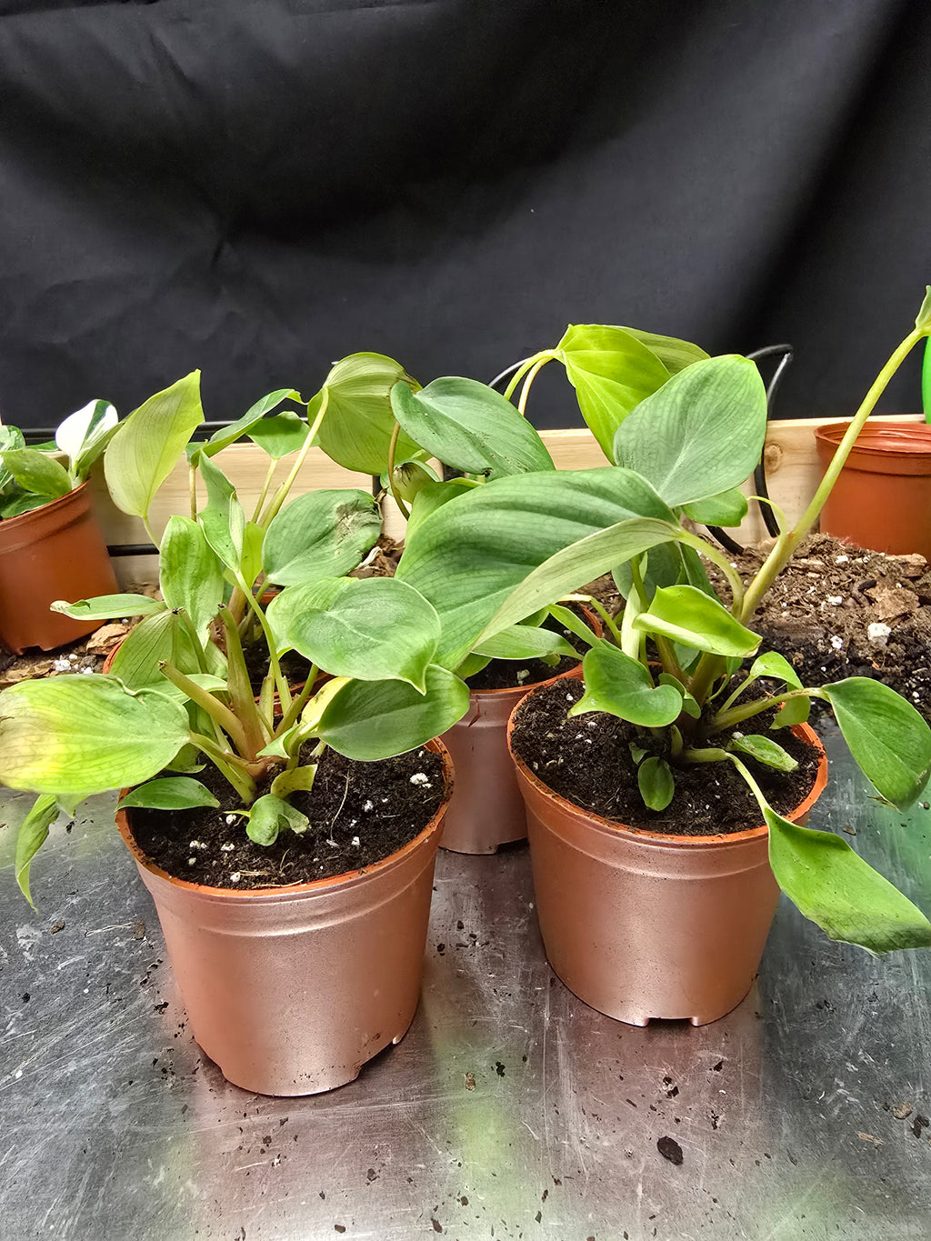 Philodendron Fuzzy Petiole