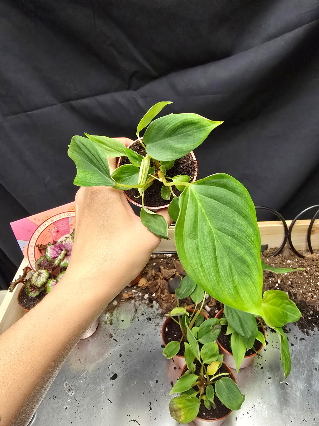 Philodendron Fuzzy Petiole