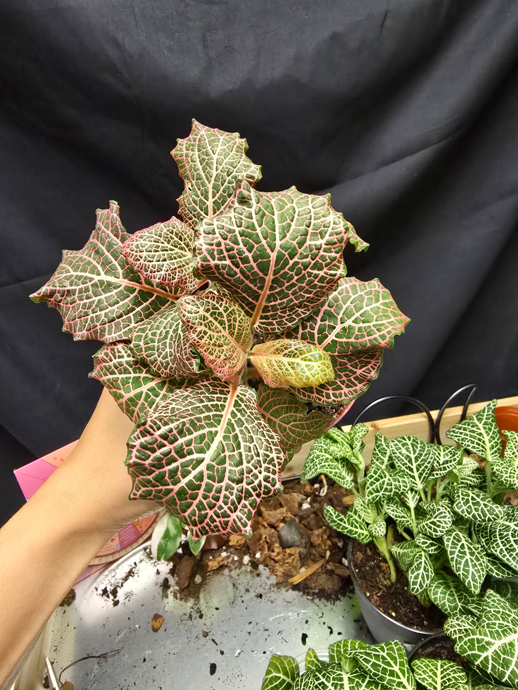 Nerve Plant- Pink