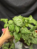 Nerve Plant- White