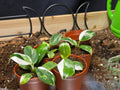 Philodendron White Wizard