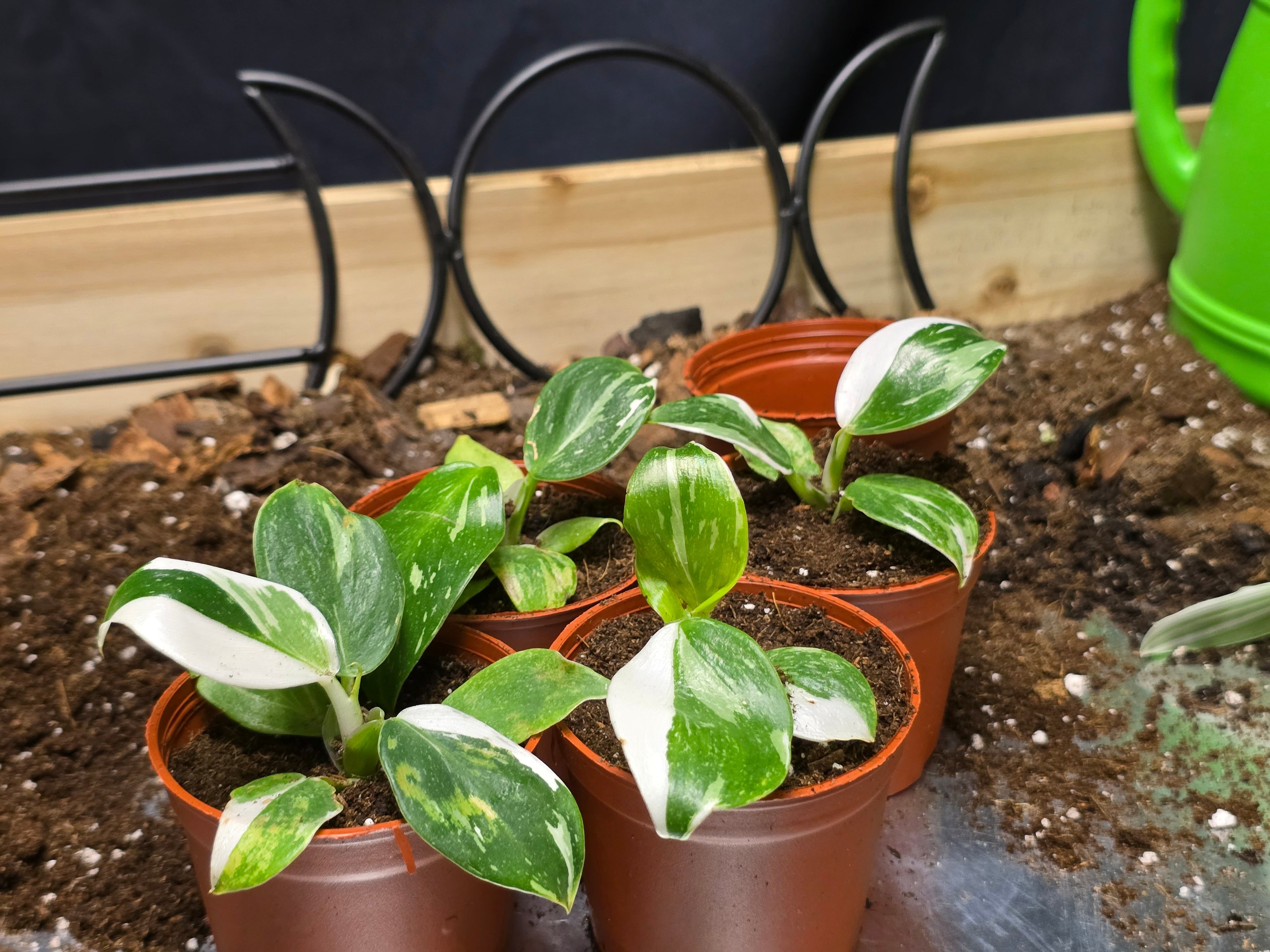 Philodendron White Wizard