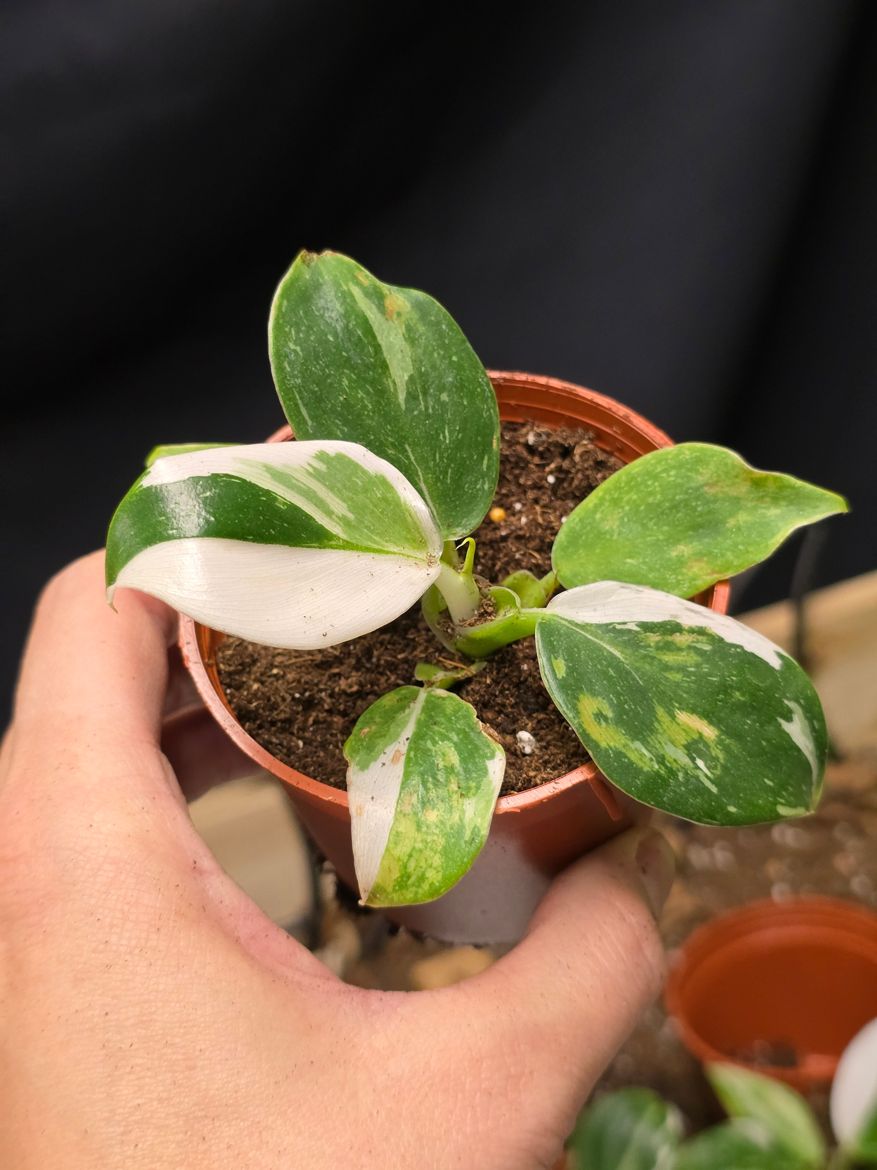 Philodendron White Wizard